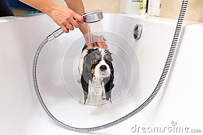 Funny wet dog in bathtub Stock Photo