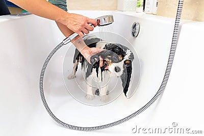 Funny wet dog in bathtub Stock Photo