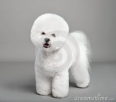 Funny white Bichon Frise Stock Photo