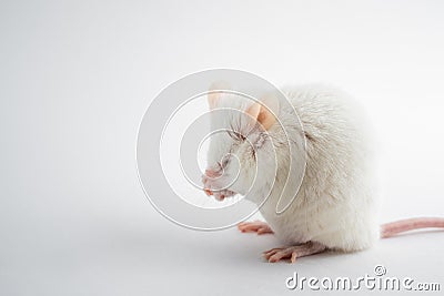 A funny white rat hides its muzzle with its paws. Animals for scientific experiments. Stock Photo