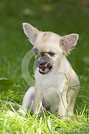 Funny yawning chihuahua puppy Stock Photo