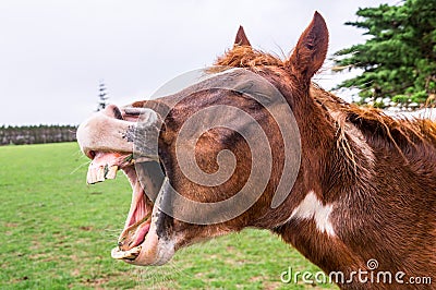 Funny yawning horse portrait Stock Photo