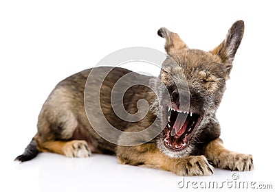 Funny yawning puppy. Stock Photo