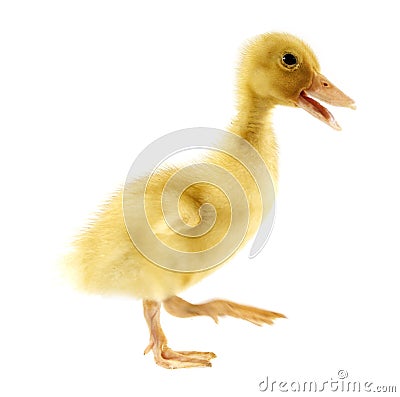 Funny yellow Duckling Stock Photo