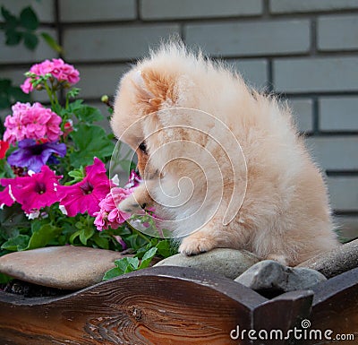 Funny yellow pomeranian on nature. Pretty puppy is good mood Stock Photo