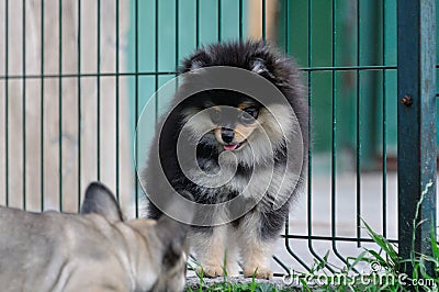 Funny yellow pomeranian on nature. Pretty puppy is good mood Stock Photo