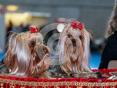 Funny Yorkshire terriers, tiny dogs Stock Photo