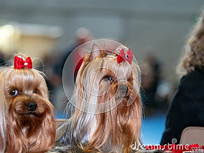 Funny Yorkshire terriers, tiny dogs Stock Photo