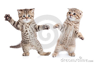 Funny young cats dancing Stock Photo