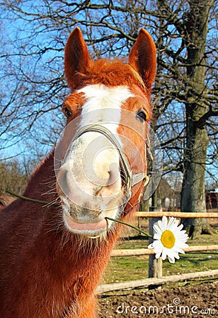 Funny Young Horse With a Camomile Stock Photo