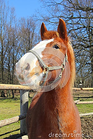 Funny Young Horse Stock Photo