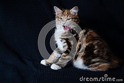 Funny young kurilian bobtail kitten face looking at camera Stock Photo