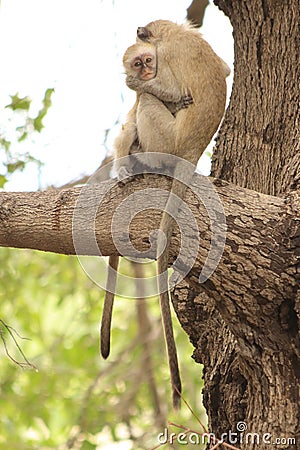 Funny young vervet monkey playing Stock Photo