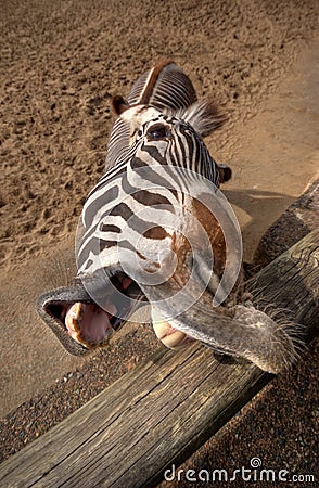 Funny Zebra Stock Photo