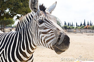 Funny zebra face is looking at you asking for food in safari Ramat Gan, Israel. Wild life, happy animal Stock Photo