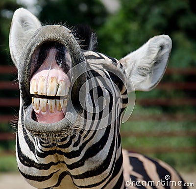 Funny zebra Stock Photo