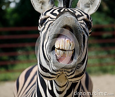 Funny zebra Stock Photo