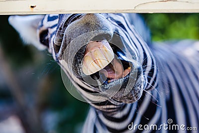 Funny zebra Stock Photo