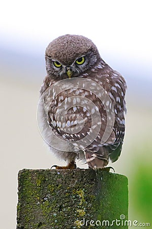 Funy face Little owl Athene noctua Stock Photo
