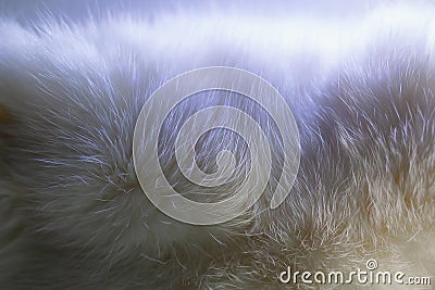 Fur luxurious background texture. Macro photography with rabbit fur Stock Photo