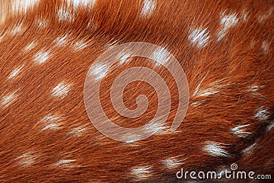 Fur pattern Stock Photo