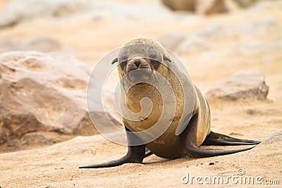 Fur seal baby Stock Photo
