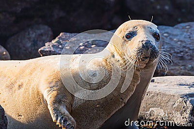 Fur seal colony, arctocephalus pusillus Stock Photo