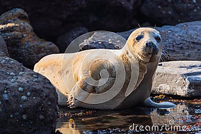 Fur seal colony, arctocephalus pusillus Stock Photo