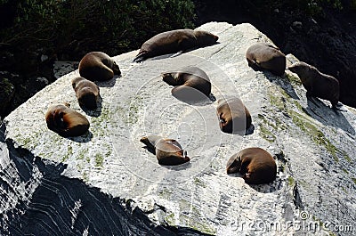 Fur seal - New Zealand wildlife NZ NZL Stock Photo