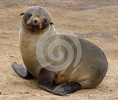 Fur seal pup Stock Photo