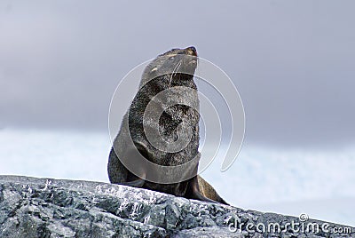 Fur seal sitting on rocks in Antarctica Stock Photo