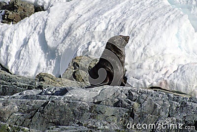 Fur seal sitting on rocks in Antarctica Stock Photo