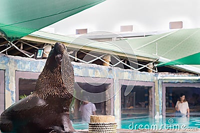 Fur Seal from South American (Arctocephalus australis) Editorial Stock Photo