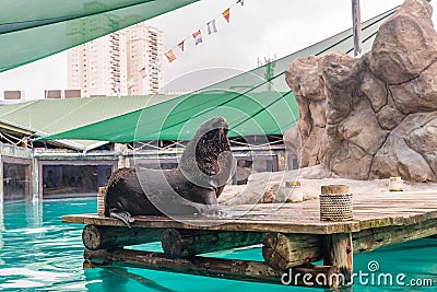 Fur Seal from South American (Arctocephalus australis) Editorial Stock Photo