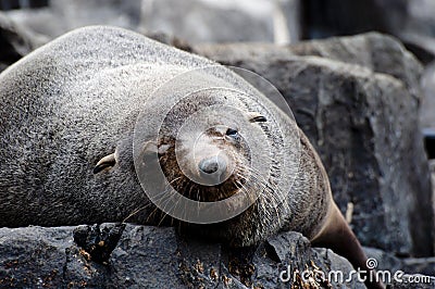 Fur seal - Tasmania Stock Photo
