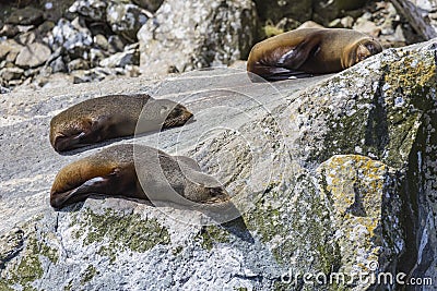 Fur seals (Arctocephalus forsteri) colony in Milford Sound, Fiordland National Park. Southland - New Zealand Stock Photo