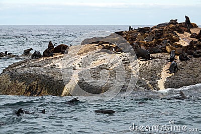 Fur seals Arctocephalus pusillus at Duiker Island, Hout Bay, South Africa Stock Photo