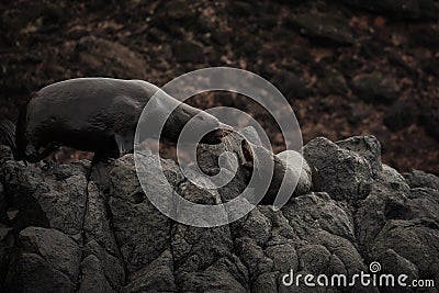 Fur seals having an argument on the rocks below the Albatross Centre Stock Photo