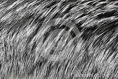 Fur silver fox Stock Photo