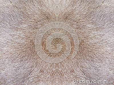 Fur texture Stock Photo