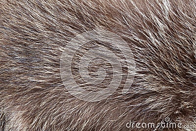 Fur texture Stock Photo