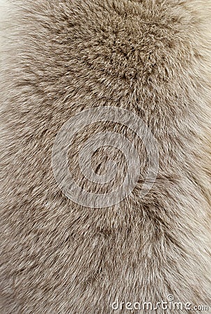 Fur texture Stock Photo