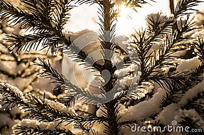 A fur-tree branch in the background of a forest covered with snow, winter Stock Photo