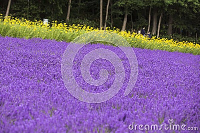 Furano flower farm, blooming of lavender fields and other yellow flowers as a background Stock Photo