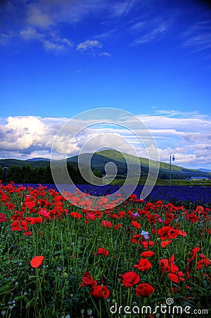 Furano, Hokkaido Stock Photo