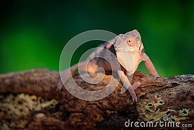 Furcifer pardalis, Panther chameleon sitting on the branch in forest habitat. Exotic beautiful endemic green reptile with long tai Stock Photo