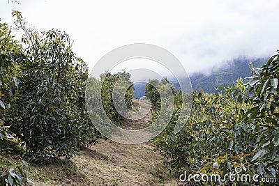 furrow of an avocado plantation in colombia Stock Photo