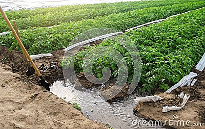 Furrow irrigation of potato plantations. Irrigation system to a farm field. Agriculture industry. Clean water resources in farming Stock Photo