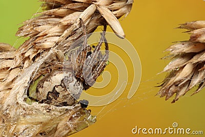 Furrow spider Larinioides cornutus or furrow orb spider, foliate spider Stock Photo