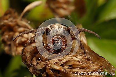 Furrow spider Larinioides cornutus or furrow orb spider, foliate spider Stock Photo